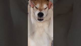 顔用マッサージ器でとろける柴犬 / 家電と動物たち のサムネイル