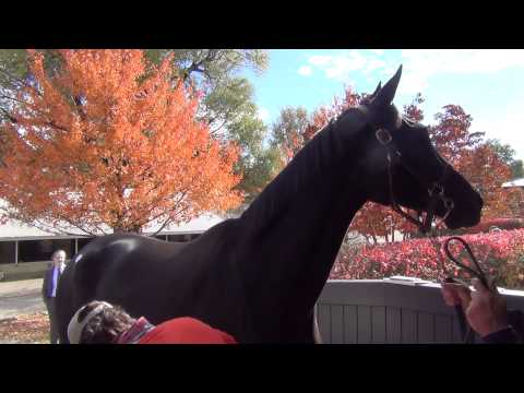 Eblouissante - Zenyatta's half sister