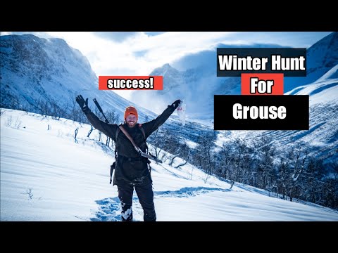 Winter Hunt For Grouse In Norway