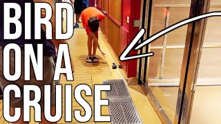 Bird On A Cruise Ship