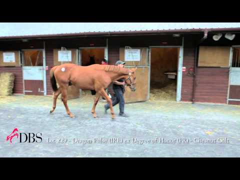 Lot 229 Dragon Pulse x Degree Of Honour