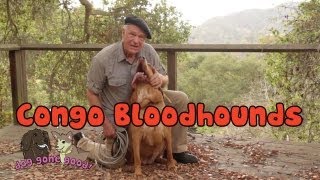 Congo Bloodhounds - Dog Gone Good