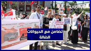 دعوات مدنية وحقوقية لإلغاء قانون يجرم التضامن مع الحيوانات الضالة thumbnail