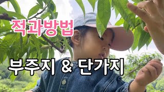 복숭아 적과방법 부지주 끝부분과 단가지 적과