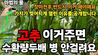 고추! 장마전장마기간! 이거는 무조건 해줘야 병도 안오고 수확량도 두배!  #고추장마전해줄일 #칼슘제 #천연…