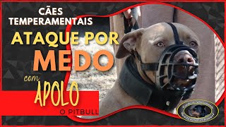 APOLO - Pitbull Agressivo - Chegada ao Canil | Parte 1