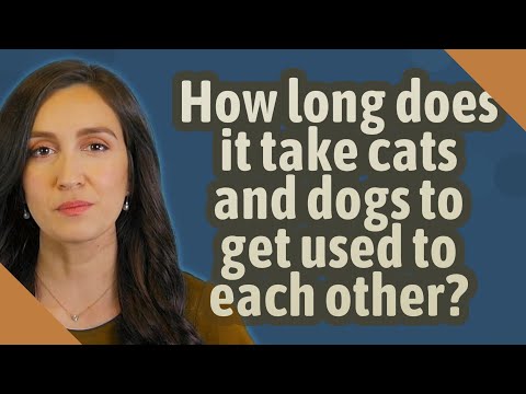How long does it take cats and dogs to get used to each other?