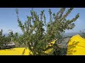 B411 Plus harvesting almonds
