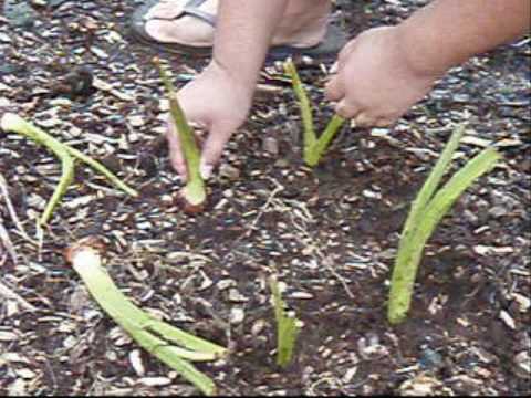 download lagu mp3 mp4 Dryland Kalo, download lagu Dryland Kalo gratis, unduh video klip Dryland Kalo