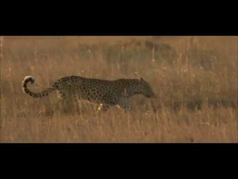 To Skin A Cat clip - 1/2