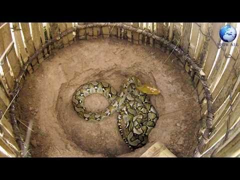 DIY Snake Trap Technology - Learning to make Python Cage Trap  #LOWI