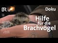Bedrohte Brachvögel: Artenschutz im oberen Altmühltal | Zwischen Spessart und Karwendel | Doku | BR