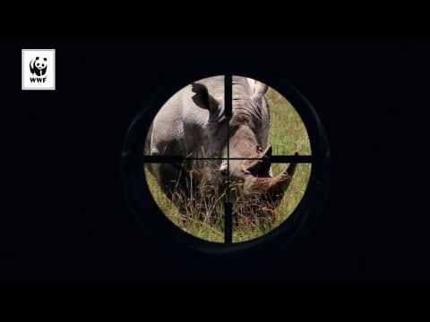 Stoppa tjuvjakten på noshörning - bli fadder idag!