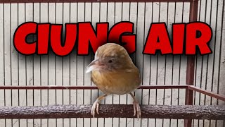 Download lagu MASTERAN CIUNG AIR GACOR mp3