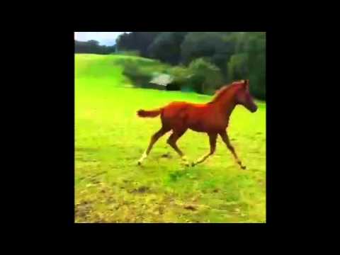 Hengstfohlen von Fürst Fohlenhof aus der Verb.Pr.St. Lady Gamo (Lanciano x Ferragamo)