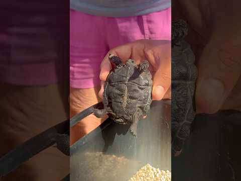 Flamingos, Giant Tortoise Breeding Centre, Beach Day at Isabela Island, Galapagos