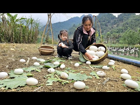 Together with my daughter, we harvested giant goose eggs and purple radishes to sell at the market