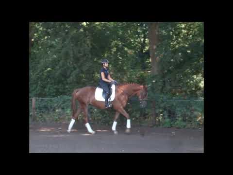 ENYA 5j. v. Earl - Caprimond - De Niro - for sale VB 4.800,- Euro