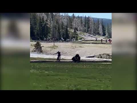 Bison charges tourists in Yellowstone