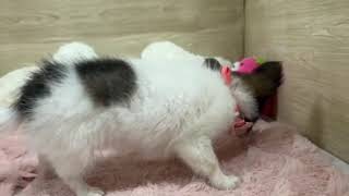 チワワ（ロング）の動画01