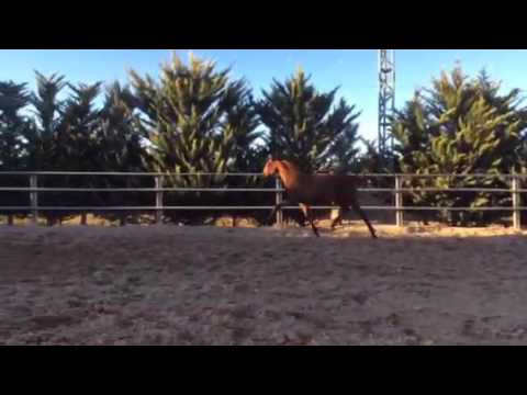 YURENA RAM Potra de 2 años