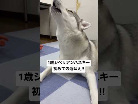 犬が音楽を聞くと吠えるのはなぜですか?