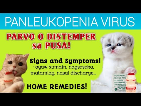 PARVO O DISTEMPER sa PUSA! FELINE PANLEUKOPENIA VIRUS | SIGNS AND SYMPTOMS | HOME REMEDIES #CAT