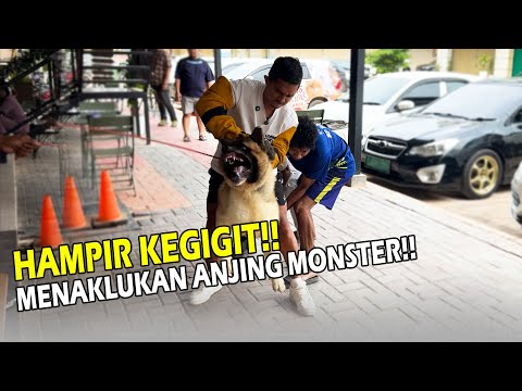 HAMPIR KEGIGIT ANJING GALAK!! NEKAT LANGSUNG MENAKLUKAN ANJING MONSTER!!