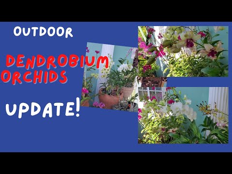 , title : 'Growing Dendrobium Orchids Outdoor UPDATE || Orchid care for beginners||'
