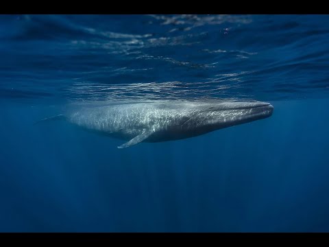 TOP 10 animals migration through the oceans | marine migration #marinelife  #migration  #sealife