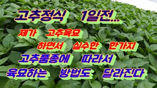 비닐하우스 고추정식 하루전 고추모종 상태와 고추품종에 따라 달라지는 정식일자 맞추는 방법 등등
