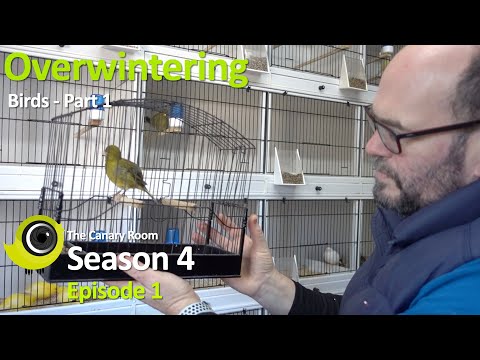 The Canary Room Season 4 Episode 1 - Overwintering Birds Part 1