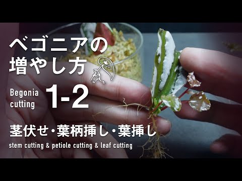 園芸 ベゴニアの葉挿しのやり方は?