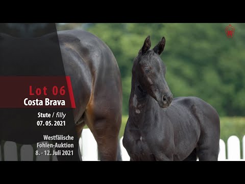Westfälische Fohlen-Auktion Lot 6 Costa Brava Stute v. Cornet Obolensky - Toulon