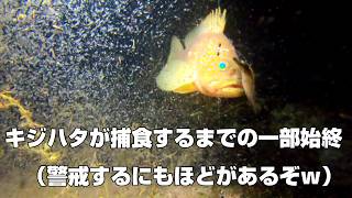 キジハタ（アコウ）釣りには根気が必要！・・・ってことかな？ #水中カメラ #捕食シーン