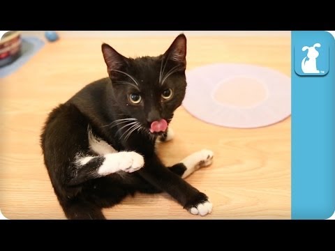 Kitten Licks Butt For An Extended Period Of Time - YouTube