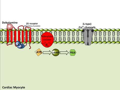 Dobutamine - Mechanism of Action