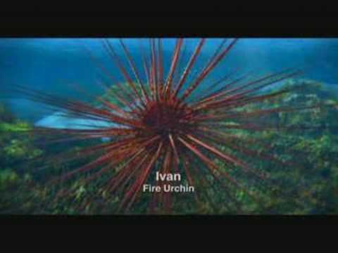 Ivan der Feuerseeigel