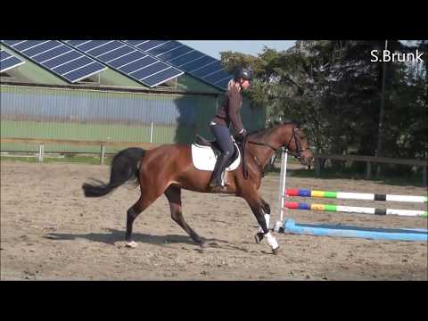 Caprice Reitpony zum Verkauf