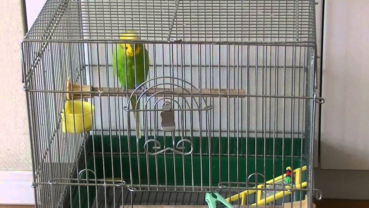 おしゃべりインコのピッピがかごの中でおしゃべり！