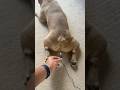 French Bulldog Fart Bulldog Animals Mreviatar Dog Dogs Animal Animalshorts Shorts Funny
