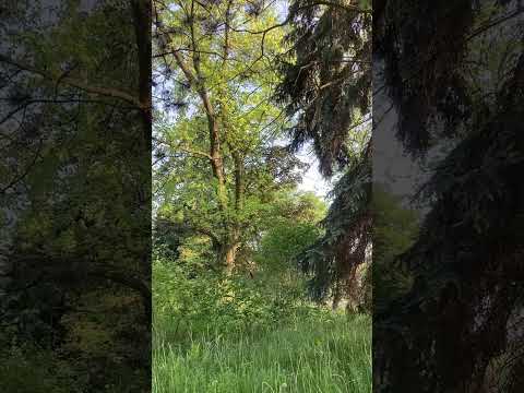 Silesian Park is a recreation complex in the center of the Upper Silesian metropolis in Chorzow