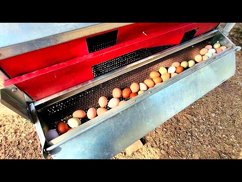 🐔 The Best Egg Nest Ever! 🥚 2 Years of Testing! I've owned Chickens for 30 years!