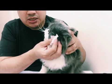 How to prevent tear stain on your Persian or long hair cats/ Dog grooming in Queens, Brooklyn NYC