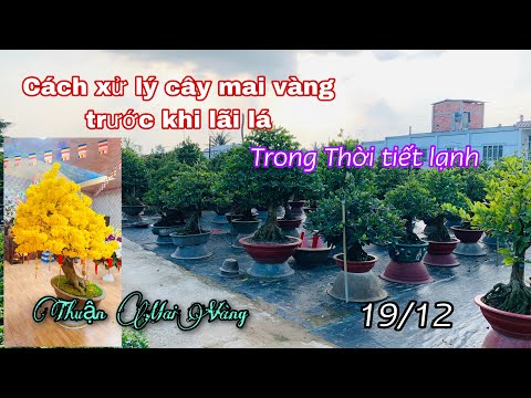 Thời tiết lạnh, nụ mai nhỏ & cách xử lý mai vàng trước khi lãi lá (19.12)| Mai vàng Thuận