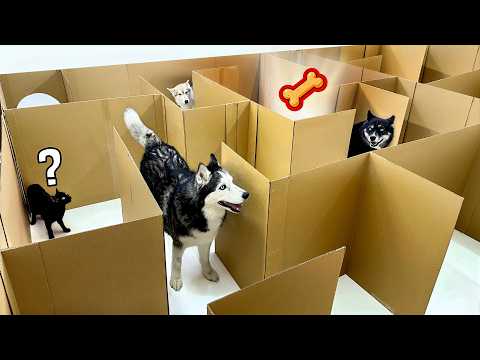 HUSKIES VS CATS is a Competition To Find Hidden Treats in a Maze