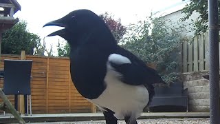 Download lagu Dari dekat dengan burung murai yang berisik di nampan penangkap biji #burung #videoburung #murai #picapica mp3