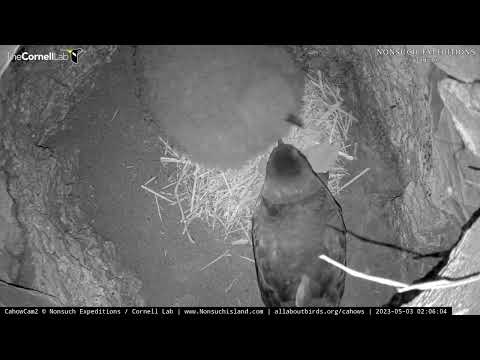 Chunky Bermuda Petrel Chick Gets An Early Morning Meal | May 3, 2023
