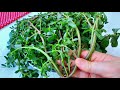 My 100 Year Old Neighbor Taught Me How To Cook Purslane That S Tastier Than Meat