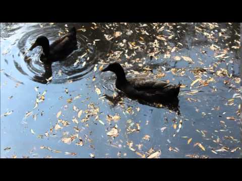 Harout Hagopian Ari Yaro Kez Sirem